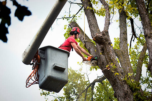 How Our Tree Care Process Works  in  Lubbock, TX